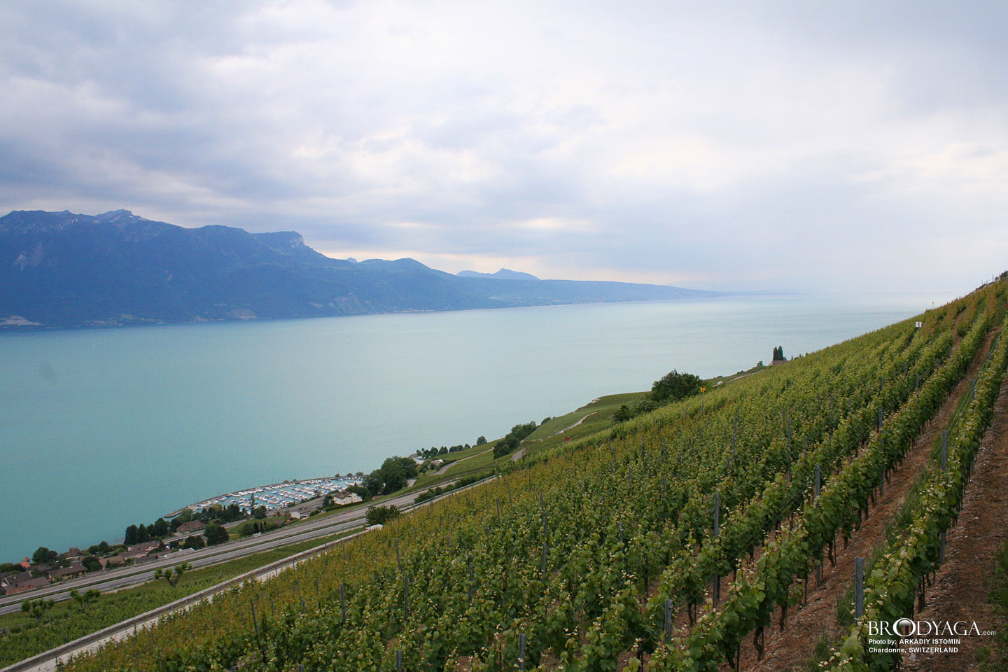Chardonne